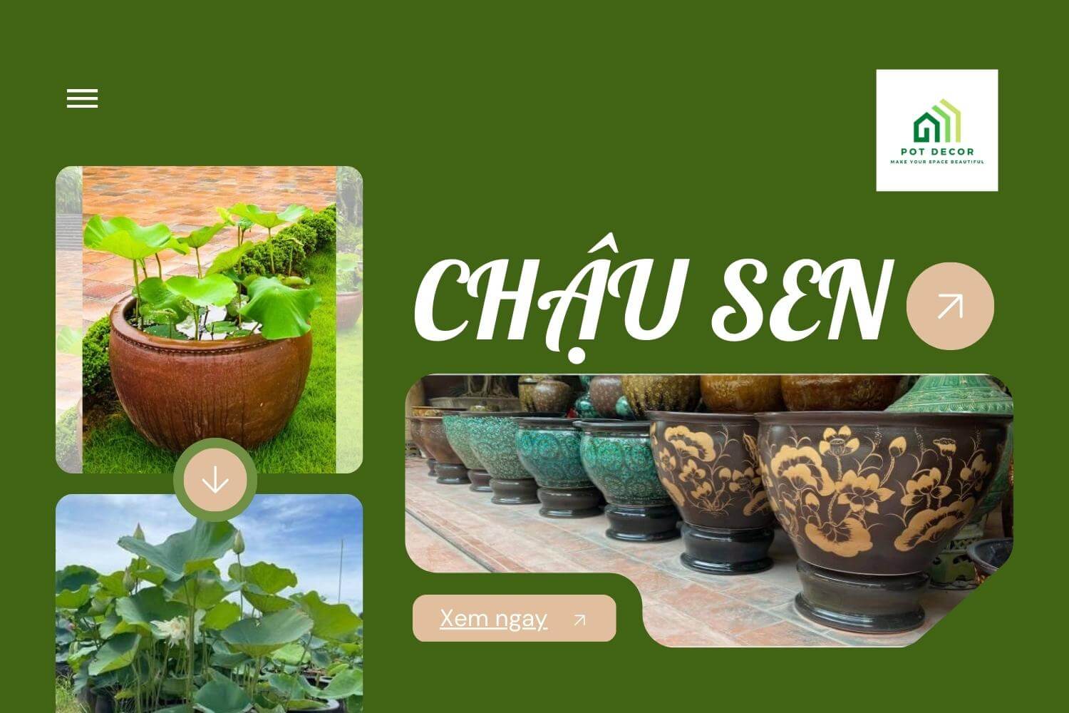 chau-trong-hoa-sen