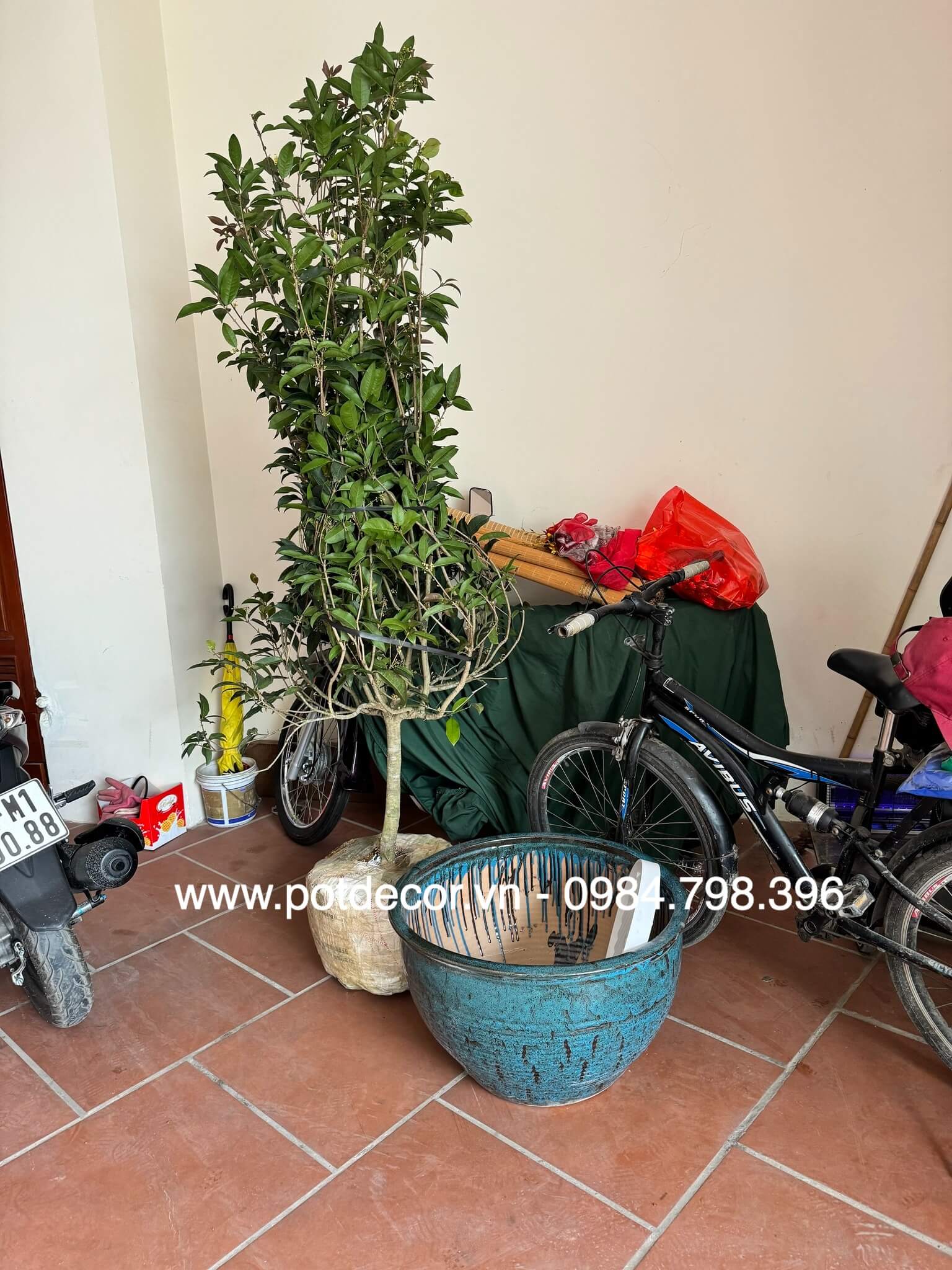 POT Decor giao hàng chậu sứ trồng cây cho khách tại Hà Nội