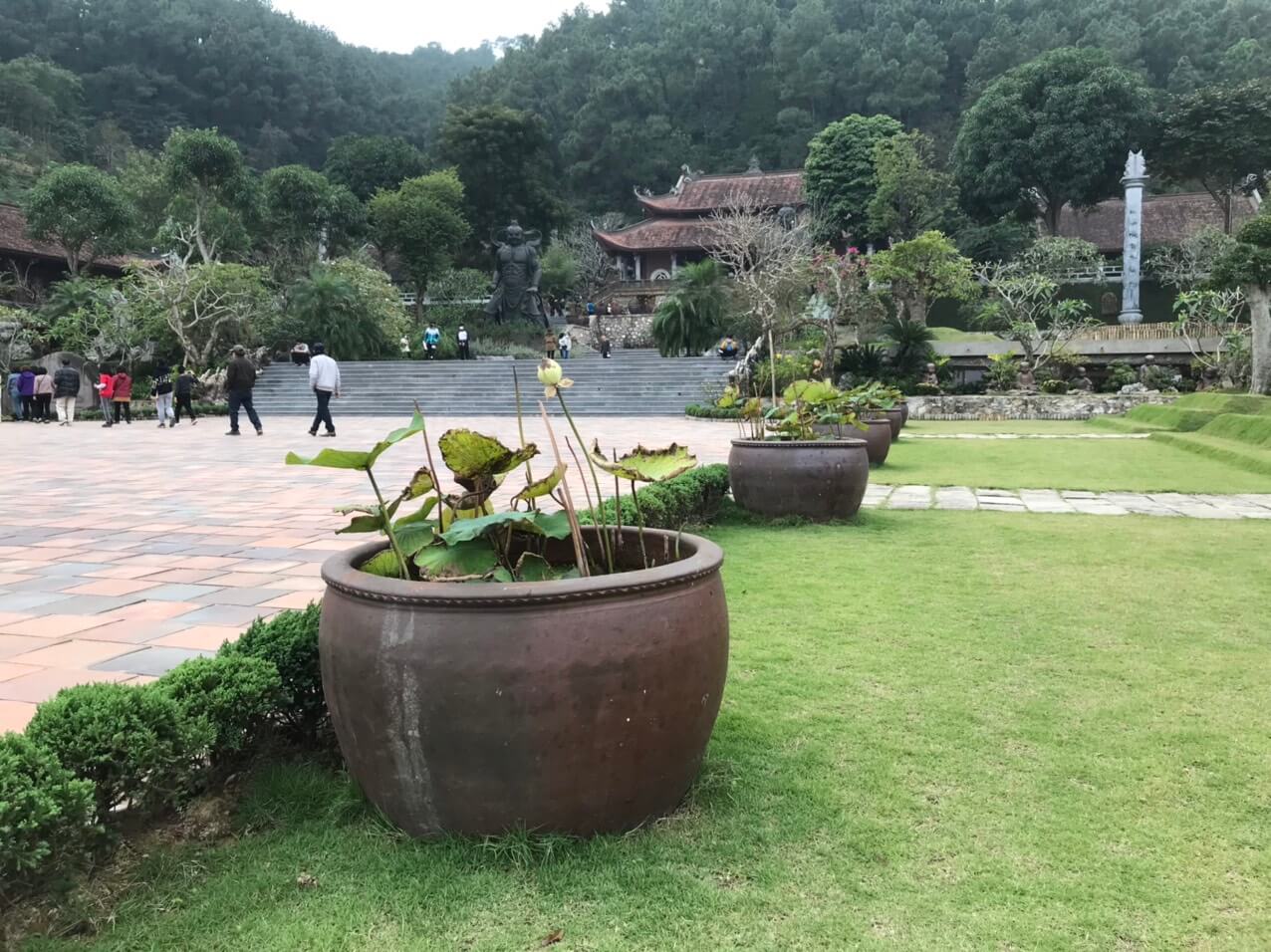Chum sành trồng sen trang trí sân vườn