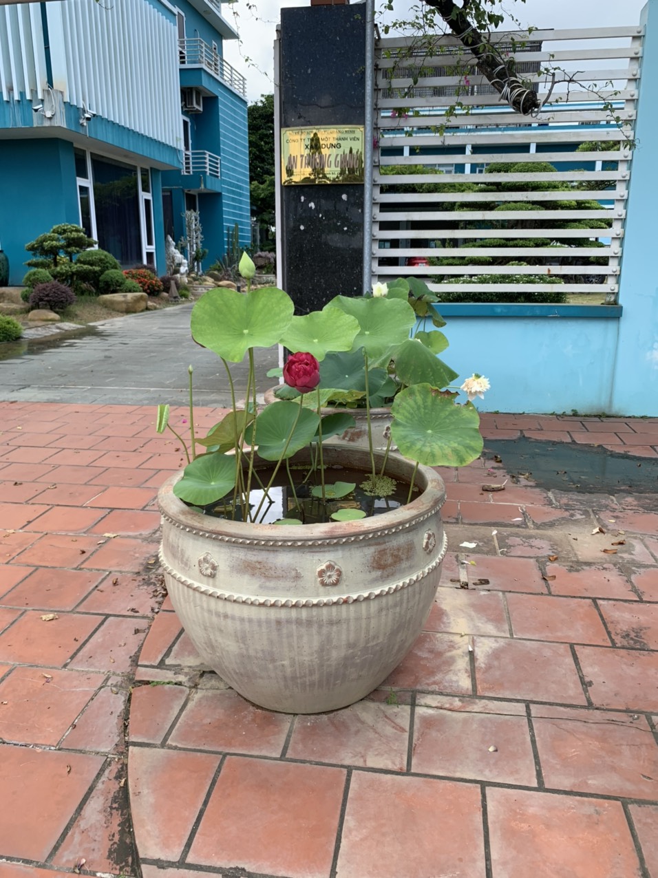 Chậu trồng sen cảnh 2